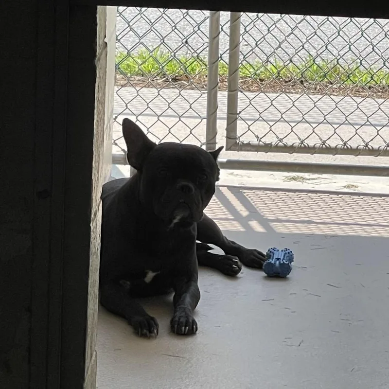 A young small-sized male Black Mixed Breed dog named S for adoption in Newark, NJ