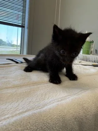A baby small-sized male Domestic Short Hair cat named Moss for adoption in Lafayette, IN