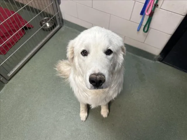 A young extra large-sized male Mixed Breed dog named A for adoption in Santa Fe, NM