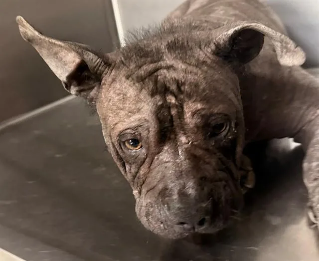 An adult small-sized male Pit Bull Terrier dog named Quentin for adoption in Tucson, AZ