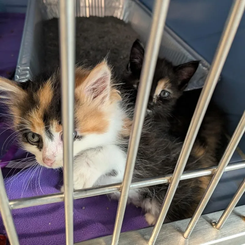 A baby small-sized female Domestic Short Hair cat named Allison for adoption in Dearborn, MI
