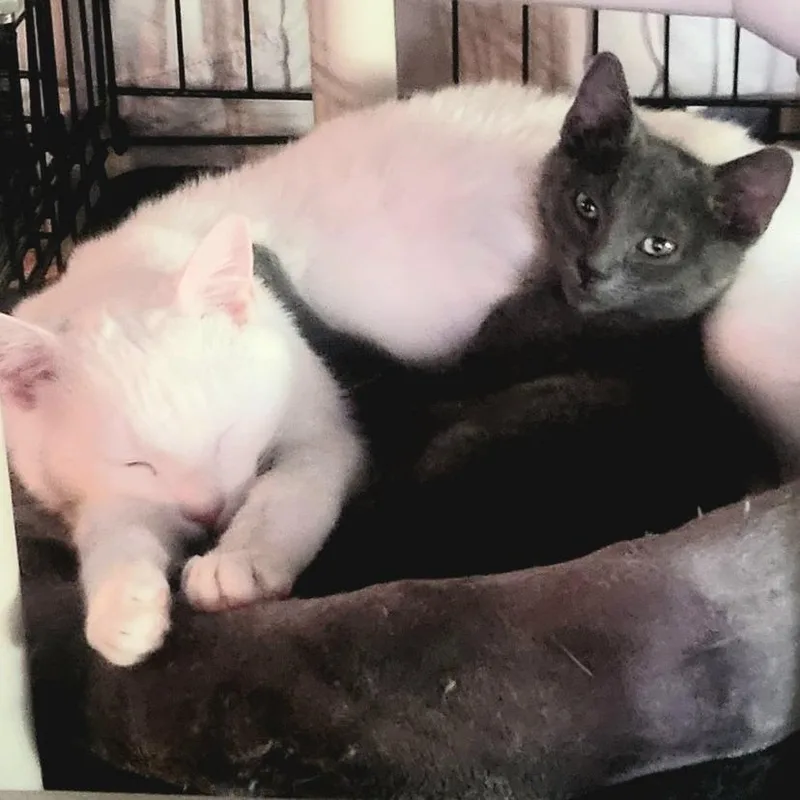A baby small-sized male Gray / Blue / Silver Domestic Short Hair cat named Zeus for adoption in Jessup, MD