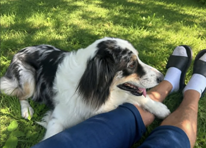 An adult large-sized male Australian Shepherd dog named Blaze for adoption in Allen, TX