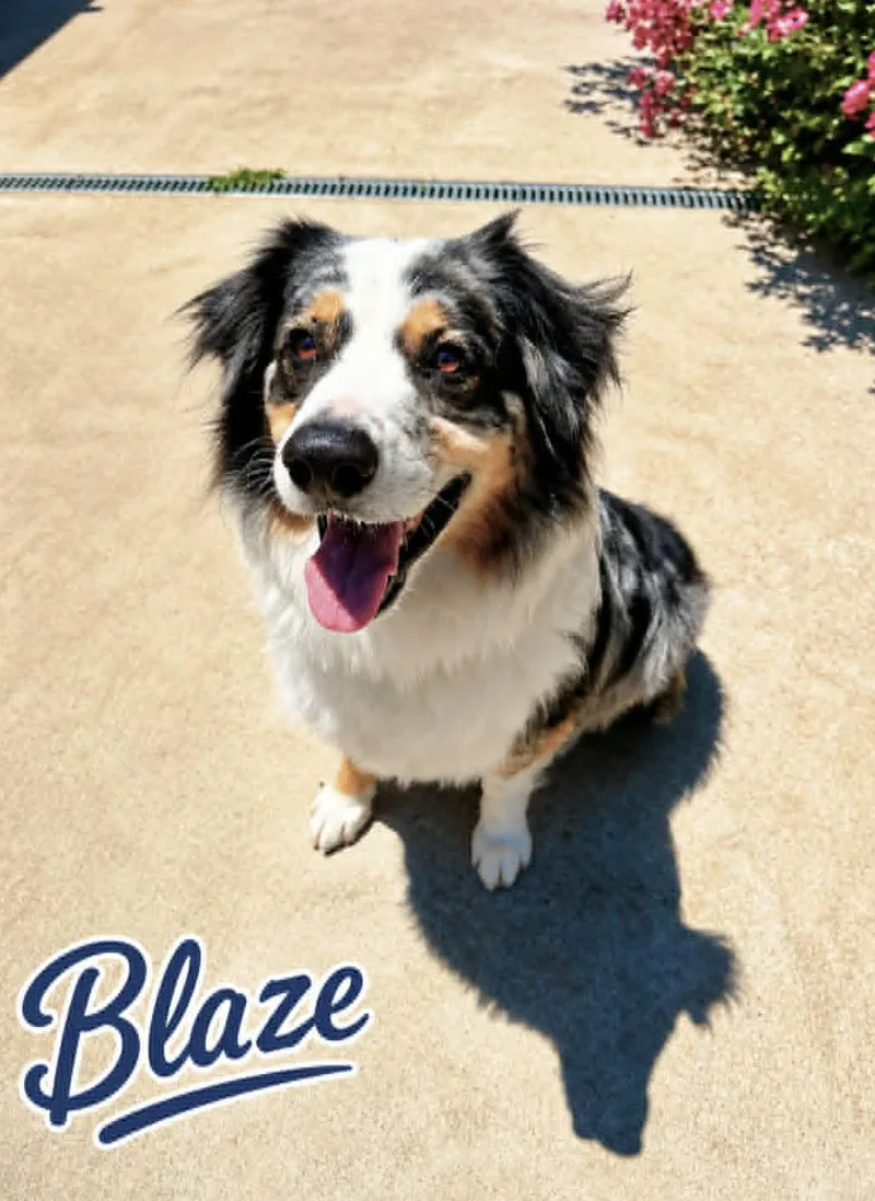 Blaze thumbnail 4