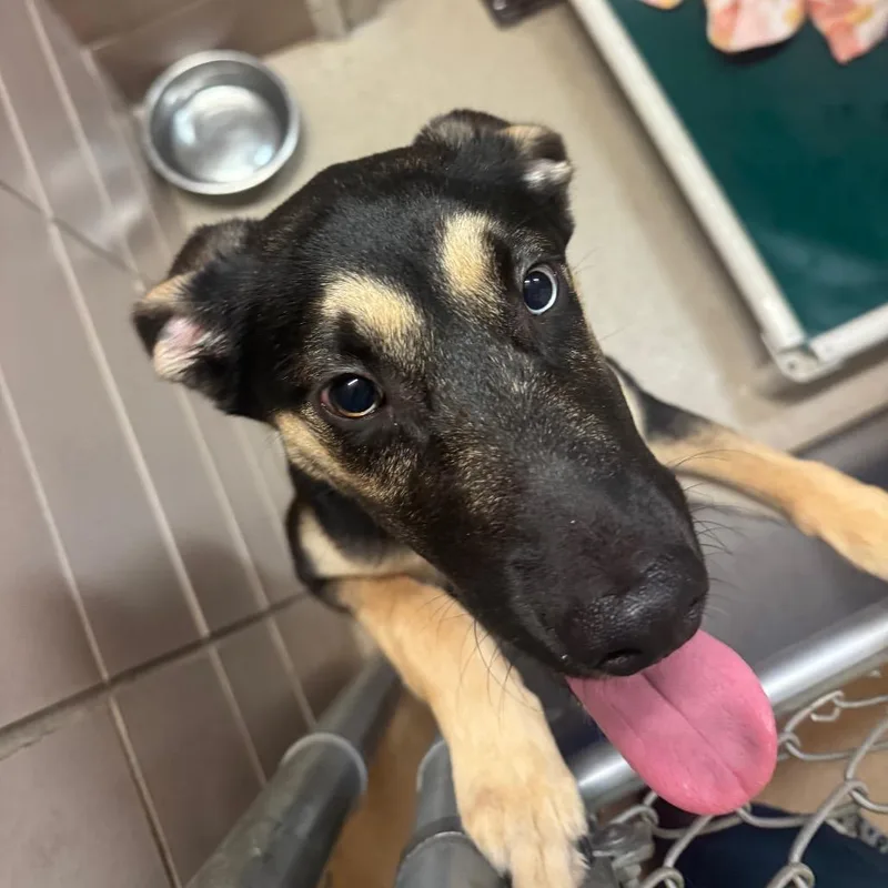 A baby medium-sized female Black Mixed Breed dog named Legacy for adoption in Waukesha, WI