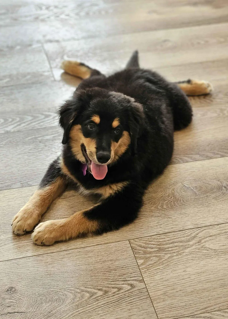 A baby large-sized male Australian Shepherd dog named Polo Lux for adoption in Fort Worth, TX