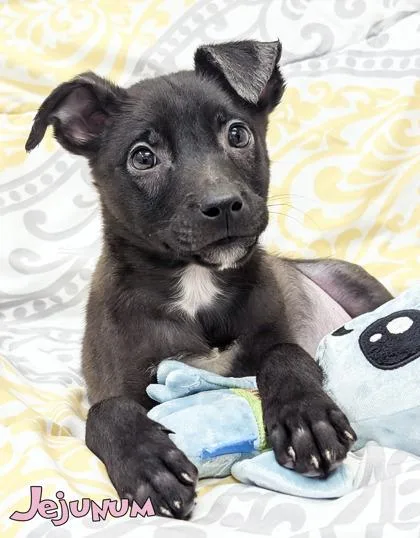 A baby small-sized male Shepherd dog named Jejunum for adoption in Mason, MI