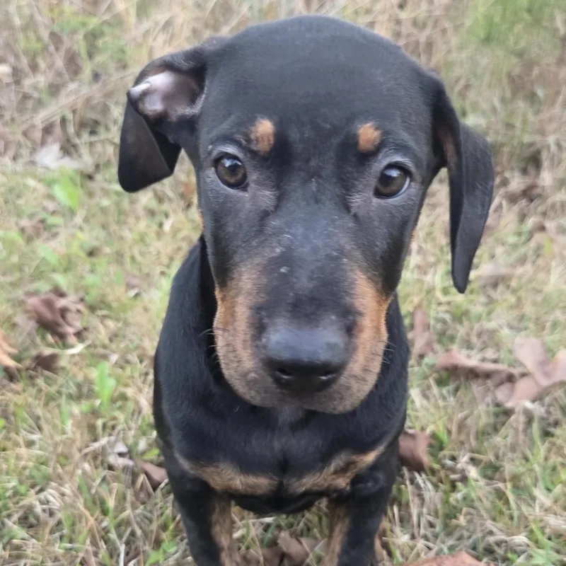 A baby medium-sized female Black Boxer dog named Rosie for adoption in Warrior, AL