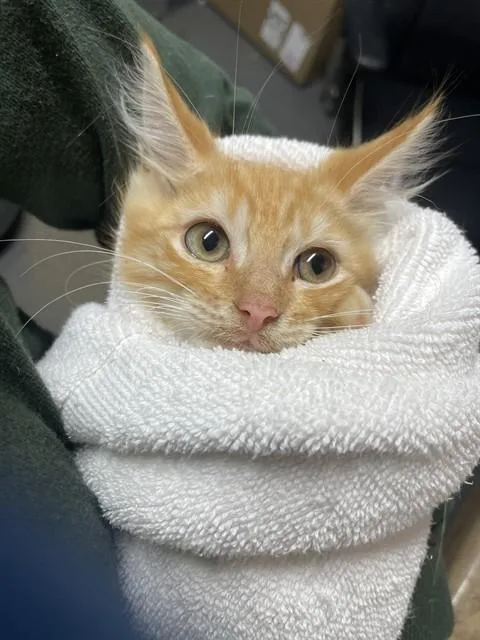A baby small-sized male Domestic Short Hair cat named Cotta for adoption in Tallahassee, FL