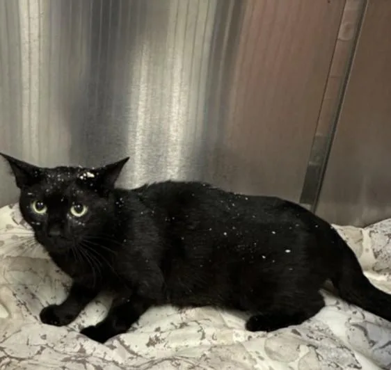 An adult large-sized female Domestic Short Hair cat named A for adoption in San Pedro, CA