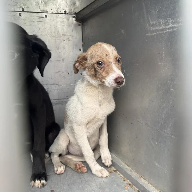 A baby large-sized male Golden Australian Shepherd dog named Hudson for adoption in Columbus, NC