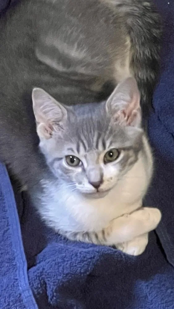 A baby medium-sized female Gray & White Domestic Short Hair cat named Milo for adoption in St. Petersburg, FL