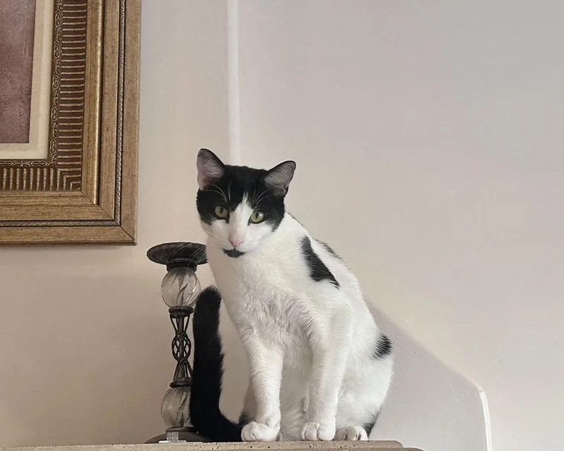 Sticky Toffee thumbnail 2