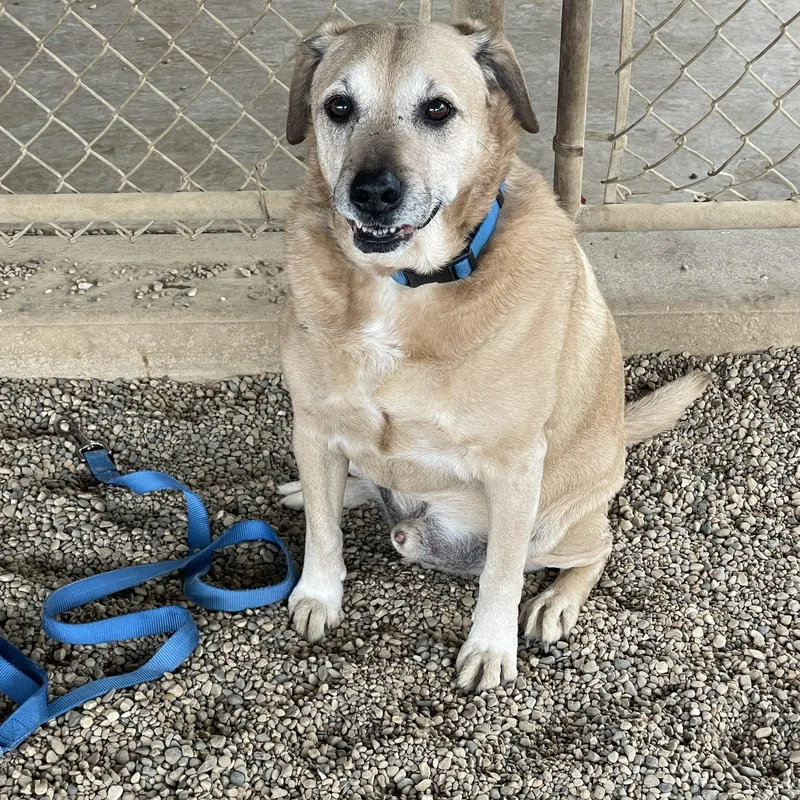 A senior large-sized male Yellow / Tan / Blond / Fawn Yellow Labrador Retriever dog named Sammy for adoption in Lacon, IL