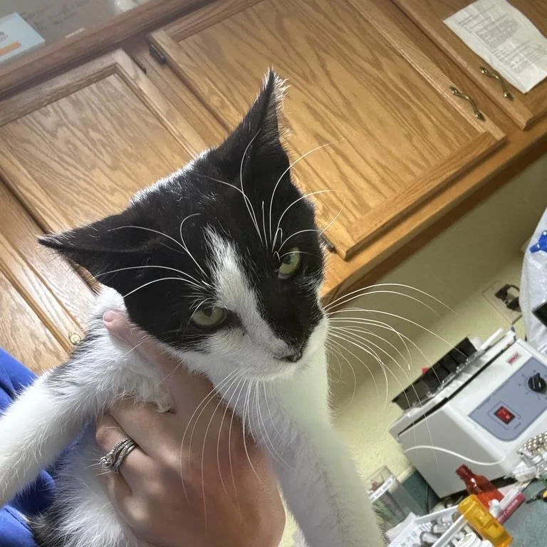 An adult medium-sized female Black Domestic Short Hair cat named Tangela for adoption in Lewisburg, WV