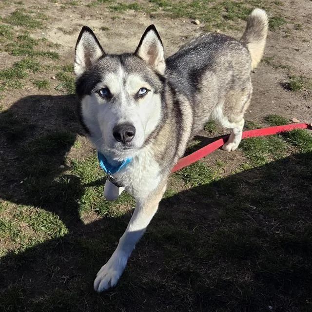 An adult large-sized female Siberian Husky dog named Nymeria for adoption in Centerville, MA