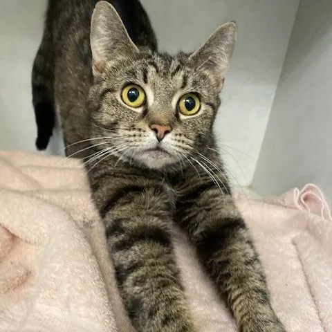 An adult medium-sized female Brown / Chocolate Domestic Short Hair cat named Silkie for adoption in Dayton, OH