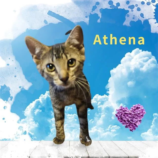 Athena