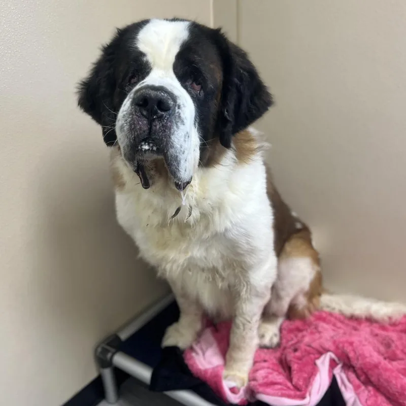 An adult large-sized male Saint Bernard dog named Vinnie for adoption in State College, PA