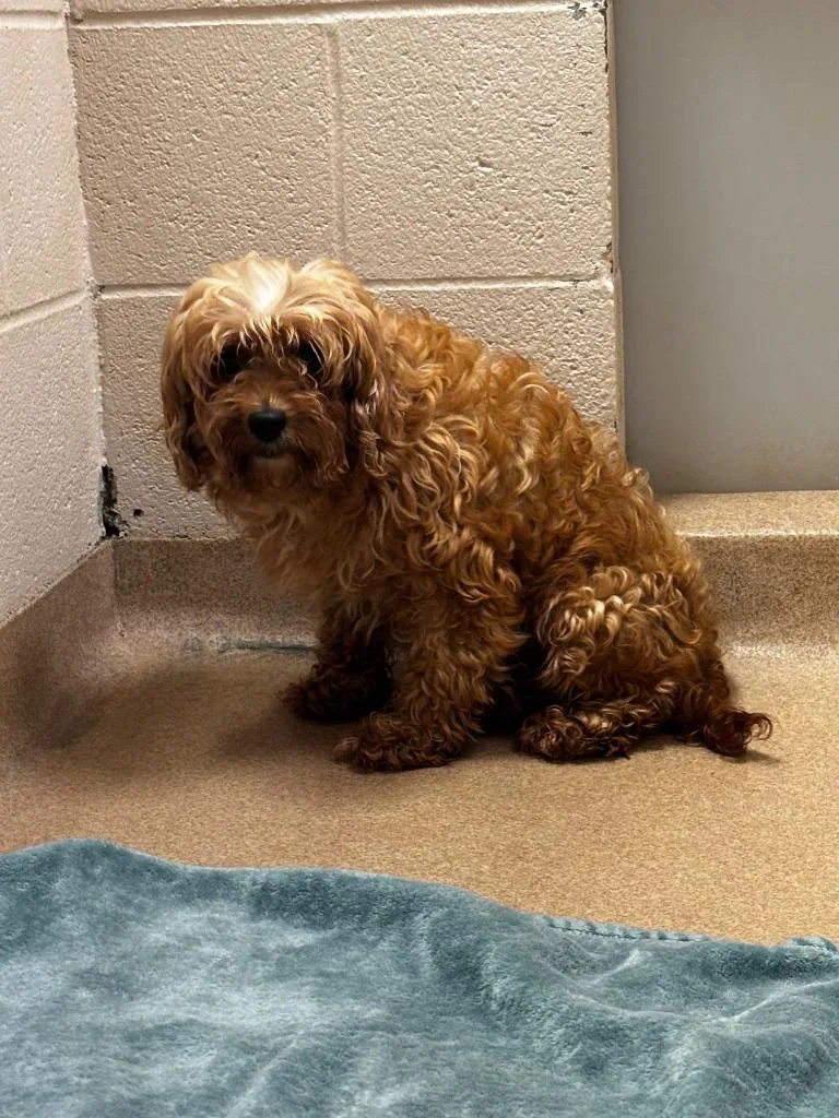 A young small-sized male Shih Tzu dog named Denali for adoption in Lima, OH
