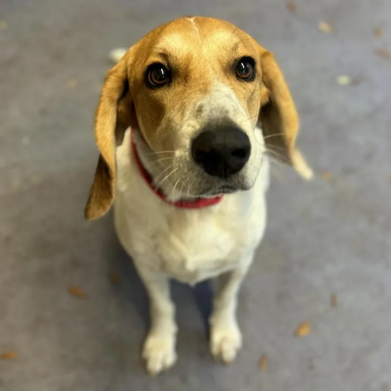 An adult large-sized male White / Cream Treeing Walker Coonhound dog named Chewy for adoption in Titusville, FL