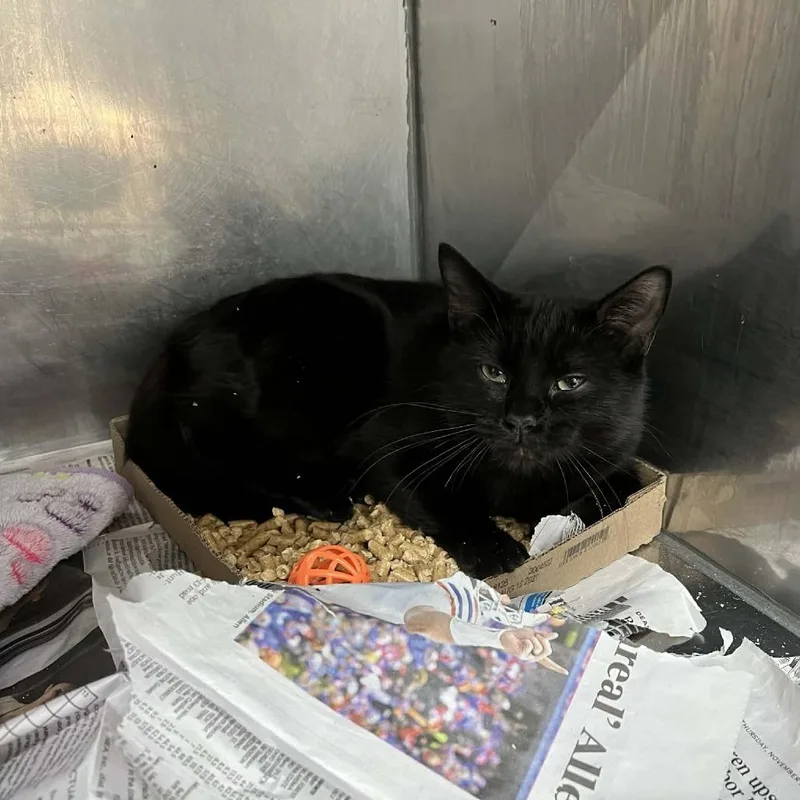 A young medium-sized male Black Domestic Short Hair cat named Boggs for adoption in Lyndhurst, VA