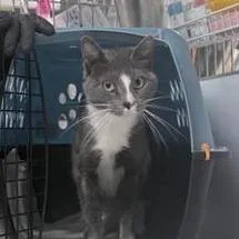 An adult medium-sized female Gray / Blue / Silver Domestic Short Hair cat named Viola for adoption in New York, NY