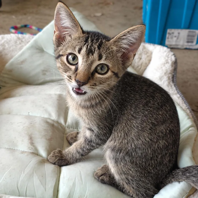 A baby small-sized female Gray / Blue / Silver Domestic Short Hair cat named Turtle Dove for adoption in Austin, TX