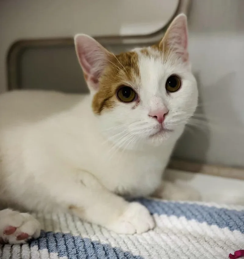 A baby medium-sized male Orange & White Domestic Short Hair cat named Blake for adoption in Buffalo, NY