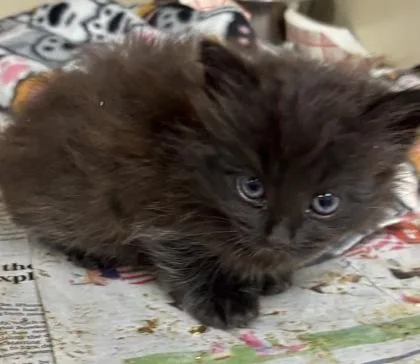 A baby small-sized female Domestic Short Hair cat named Llama for adoption in Chamblee, GA