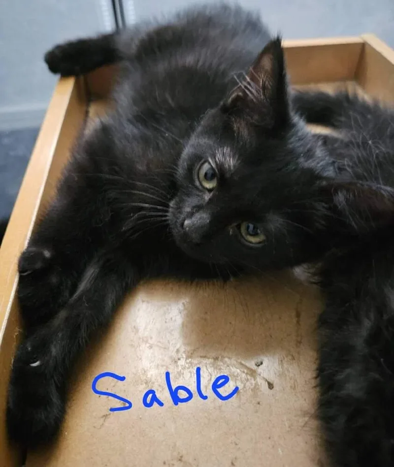 A baby small-sized male Black Domestic Short Hair cat named Sable for adoption in Albuquerque, NM