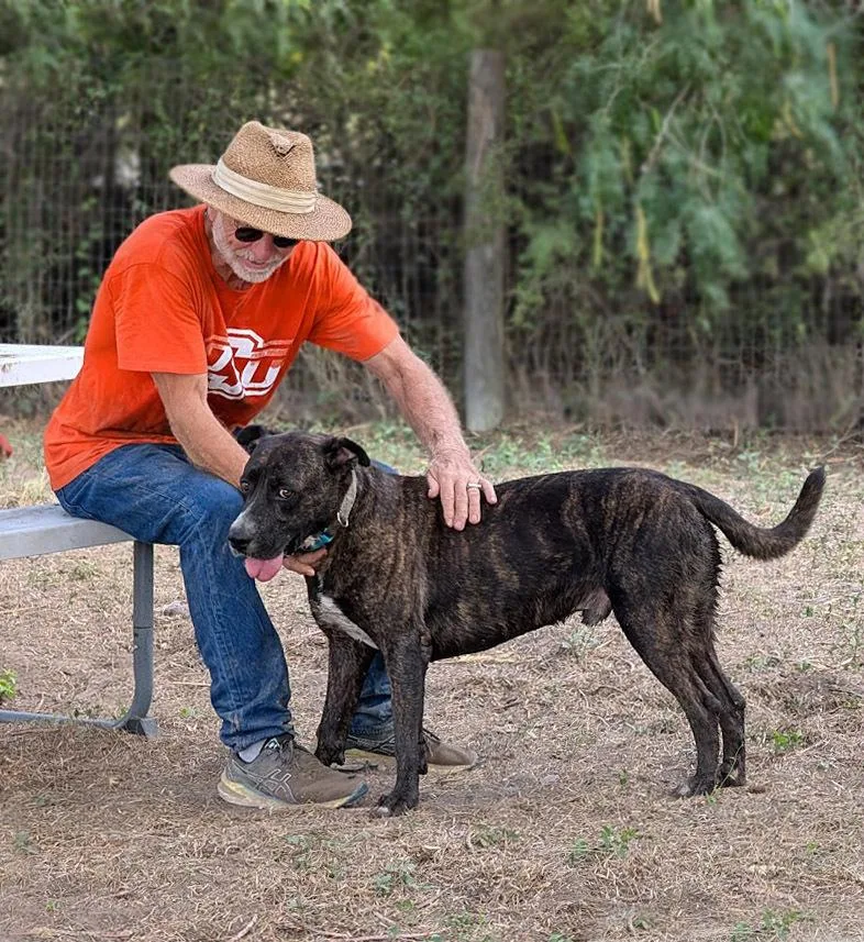 An adult large-sized male Labrador Retriever dog named Augustus for adoption in Mission, TX