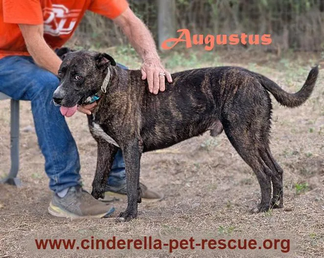 Augustus thumbnail 4