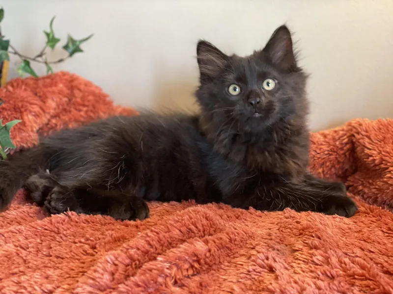 A baby medium-sized male Black Domestic Long Hair cat named Stormy for adoption in Taylor, MI