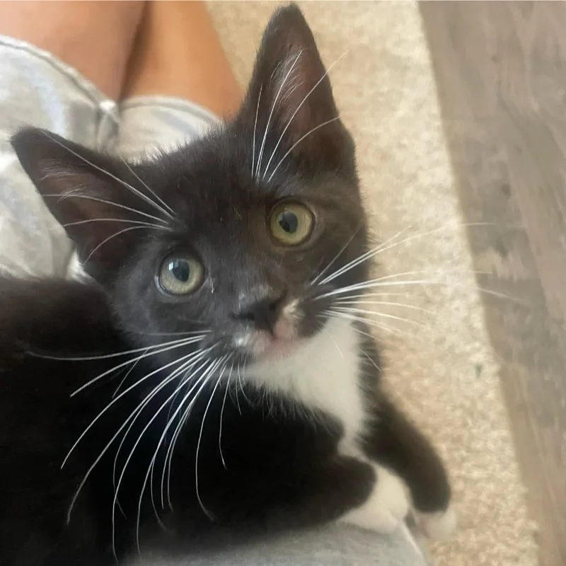 A baby small-sized male Black Domestic Short Hair cat named Jerry for adoption in Carmel, IN