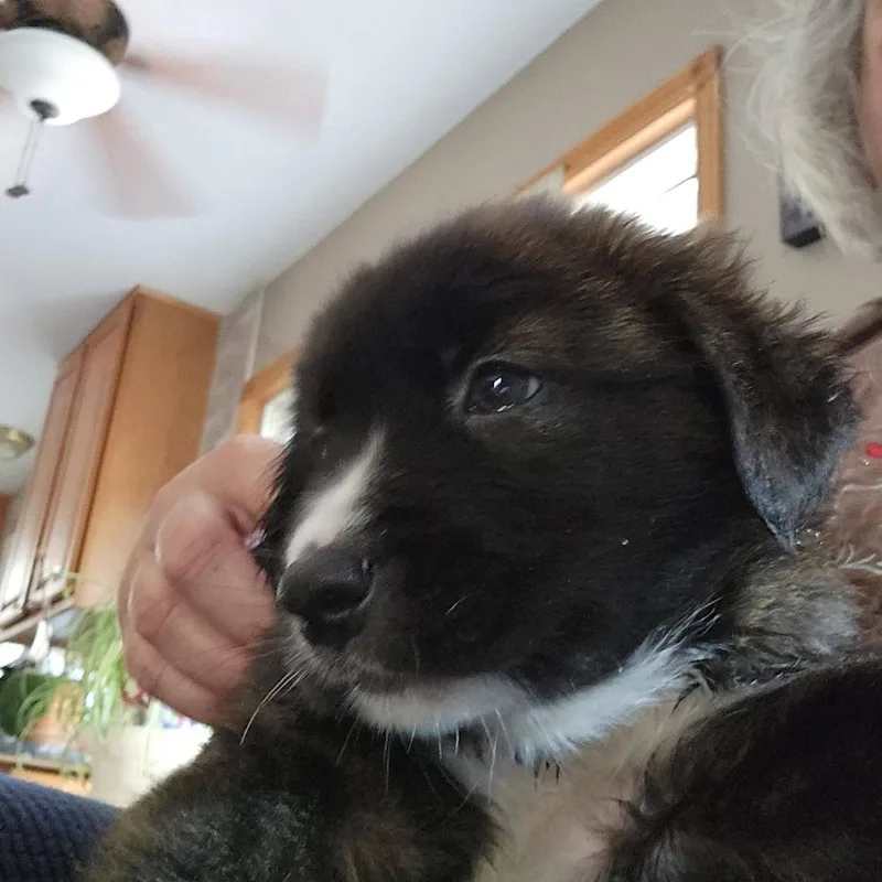 A baby medium-sized male Brindle Hound dog named Mick Fleetwood for adoption in Joliet, IL