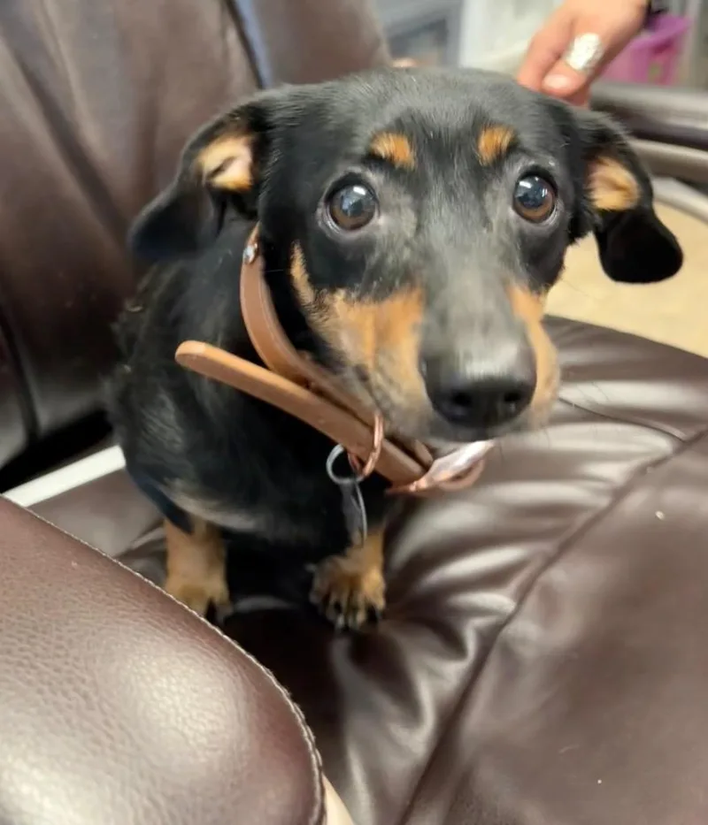 A young small-sized female Dachshund dog named Chilaca for adoption in Reno, NV