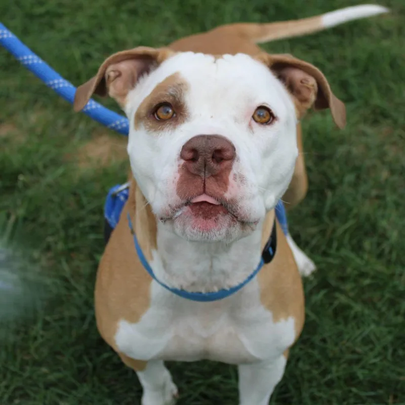 A senior large-sized female Pit Bull Terrier dog named Annie Marie for adoption in Champaign, IL