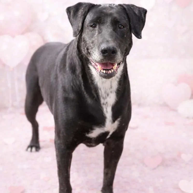 An adult medium-sized female Black Labrador Retriever dog named Ayomi for adoption in Justin, TX