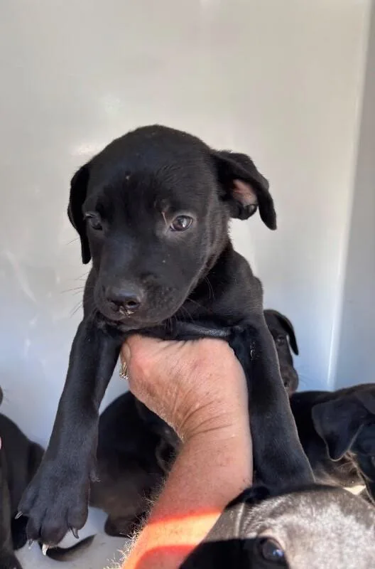 A young medium-sized female Black American Bulldog dog named Zaza for adoption in Mobile, AL