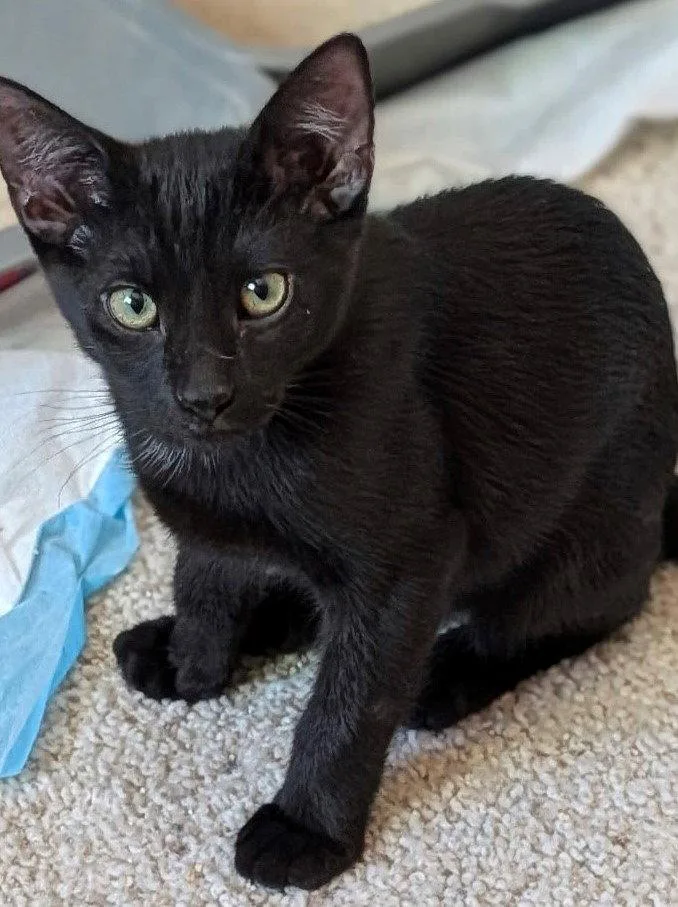 A young medium-sized male Domestic Short Hair cat named Black Velvet for adoption in Phoenix, AZ