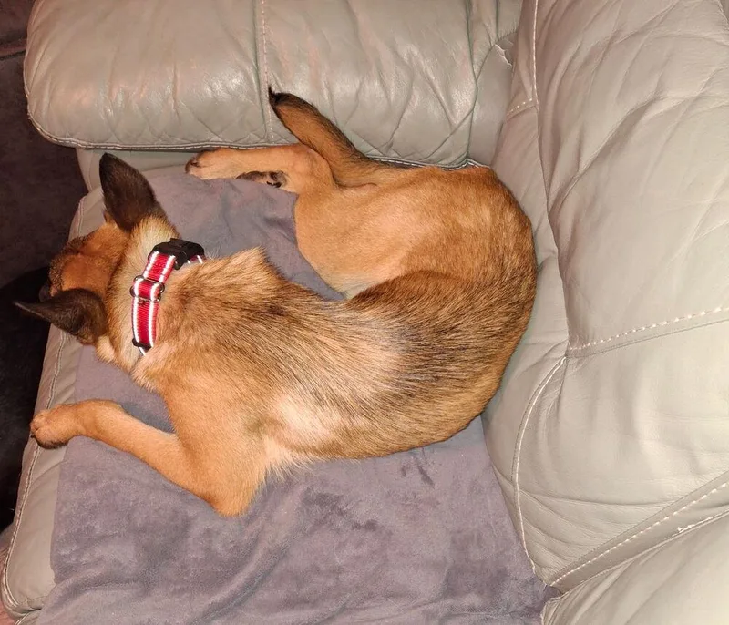 A baby large-sized male German Shepherd Dog dog named Jackson for adoption in Irwin, PA