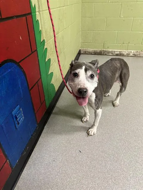 An adult large-sized female Pit Bull Terrier dog named Lilly Billy for adoption in Indianapolis, IN