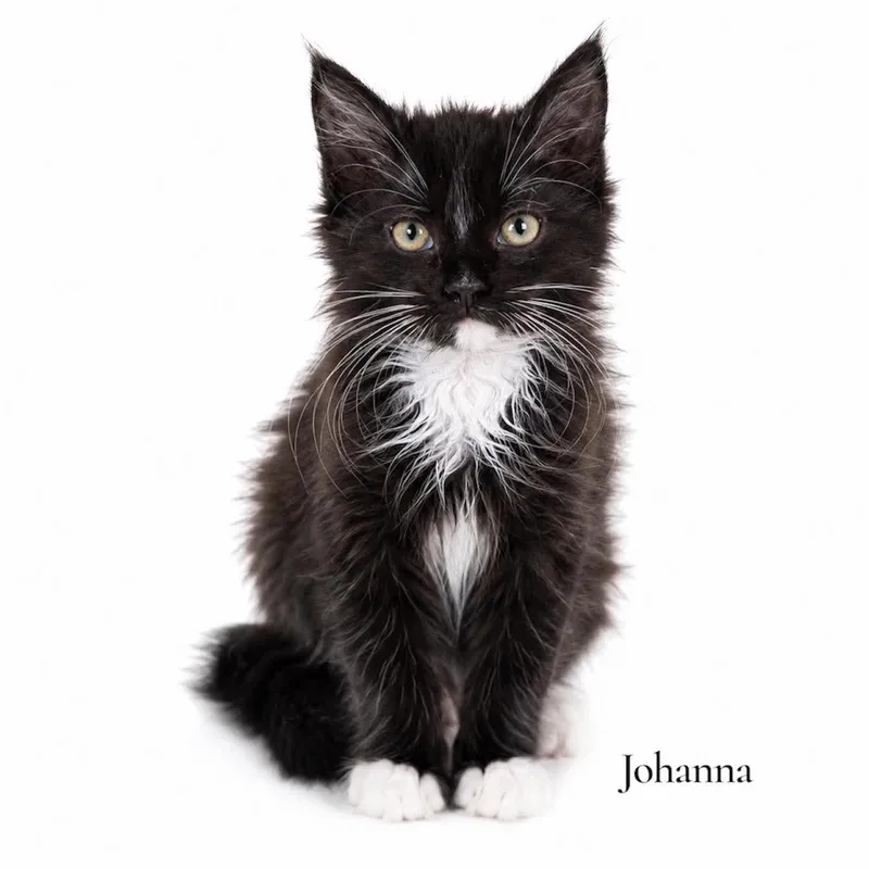 A baby medium-sized female Black & White / Tuxedo Domestic Long Hair cat named Johanna for adoption in Stevensville, MI
