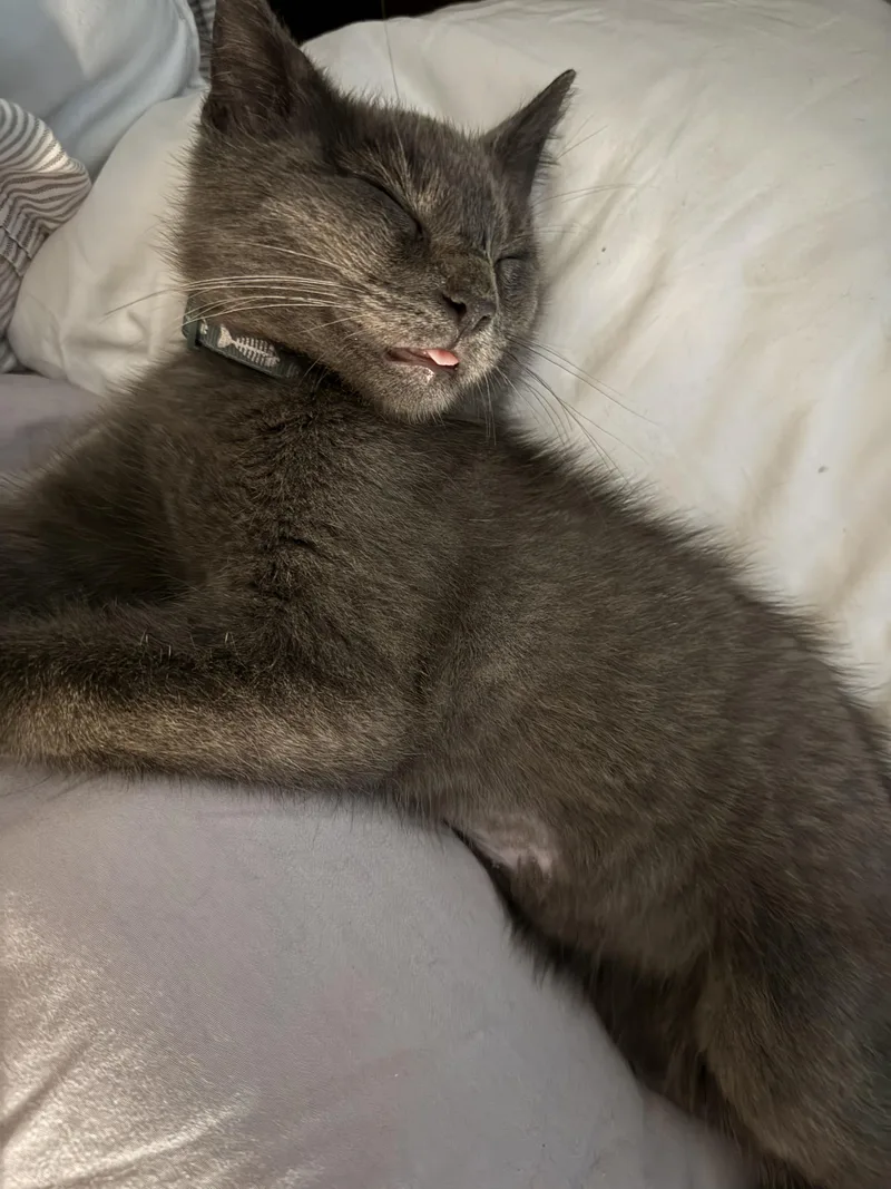 A baby medium-sized male Gray / Blue / Silver Domestic Short Hair cat named Biscuit for adoption in Seneca, SC