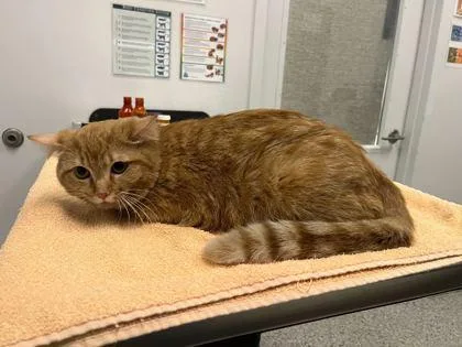 An adult medium-sized male Orange / Red Domestic Short Hair cat named Ube for adoption in Kansas City, MO
