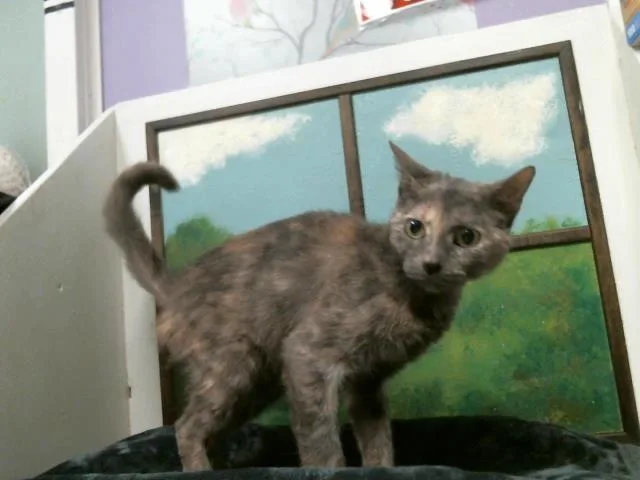 An adult small-sized female Domestic Short Hair cat named Cupcake for adoption in Houston, TX