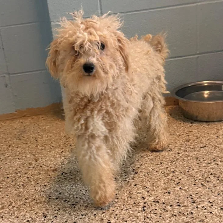 An adult small-sized female Apricot / Beige Mixed Breed dog named Spice for adoption in LOXAHATCHEE, FL