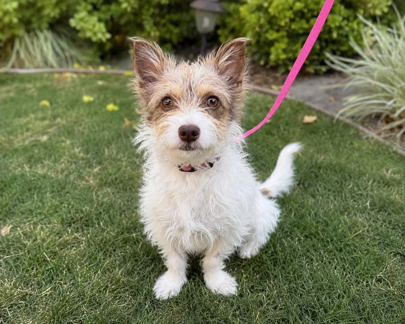 A young small-sized female Jack Russell Terrier dog named SandCastle for adoption in Palo Alto, CA