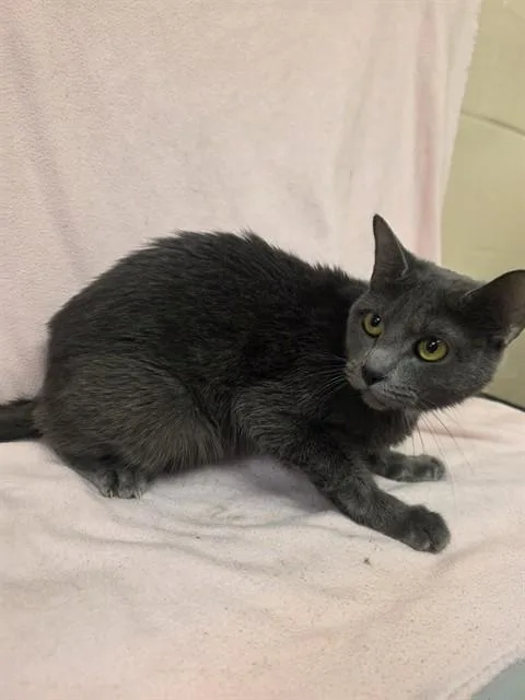 A young medium-sized female Domestic Short Hair cat named Fluffernutter for adoption in Castaic, CA